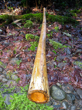 La bébête en question...