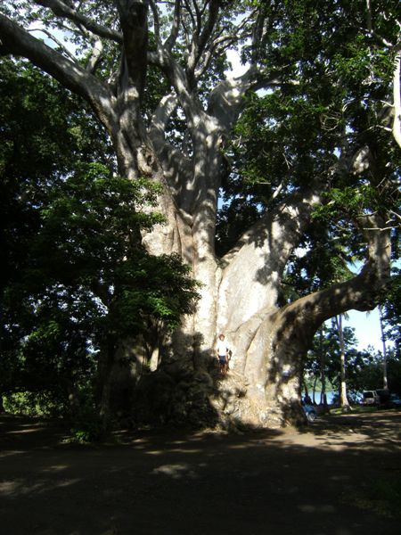 baobab musicale plage
