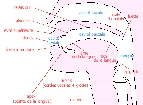 phonation.png