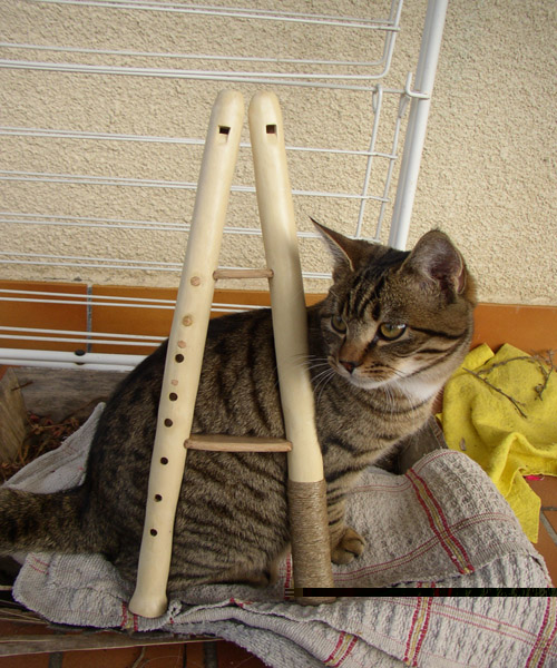 Oh le beau châton ^^