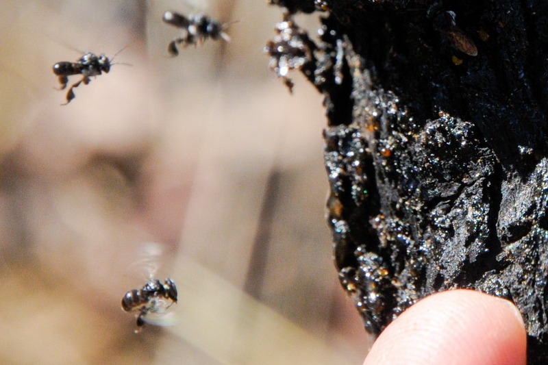 les abeilles dites "sugarbag"... c'est celles qui font la fameuse cire. Particularité, elles ne piquent pas et mon doigt donne l'échelle