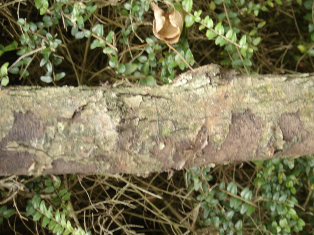 détail de l'écorce