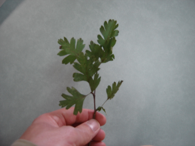 feuilles de l'arbre au pied duquel je l'ai ramassée