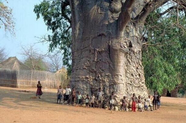 Baobab.jpg