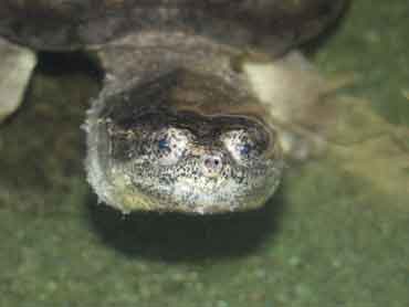 serpentina.jpg